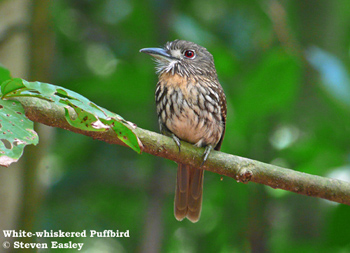White-whiskered Puffbird