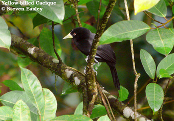 Yellow-billed Cacique