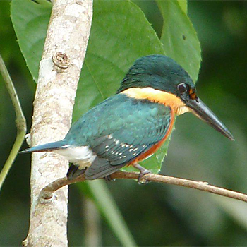 American Pygmy Kingfisher