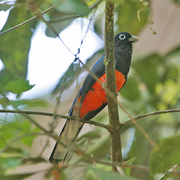 Baird's Trogon