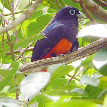Baird's Trogon