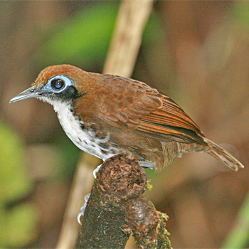 Bicoloured Antbird
