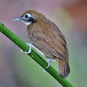 Bicoloured Antbird