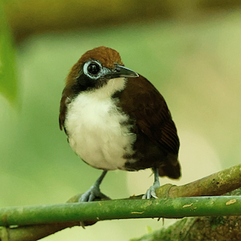 Bicoloured Antbird