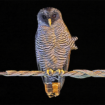Black-and-white Owl