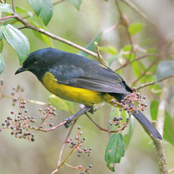 Black-and-yellow Silky-flycatcher