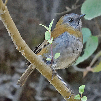 Black-billed Nightingale-thrush