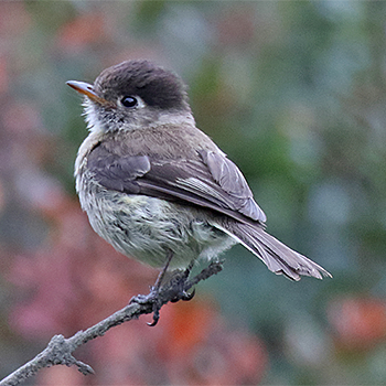 Black-capped Flycatcher