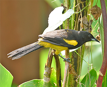 Black-cowled Oriole
