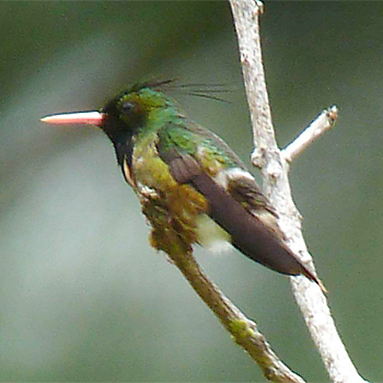 Black-crested Coquette