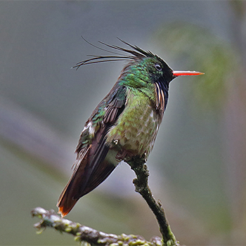 Black-crested Coquette