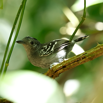 Black-crowned Antshrike