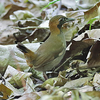 Black-faced Antthrush