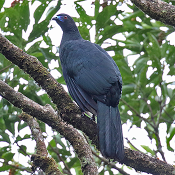 Black Guan