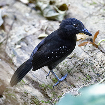 Black-hooded Antshrike