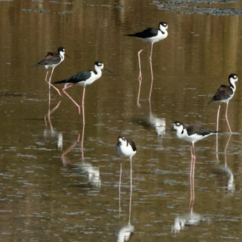 Black-necked Stilt
