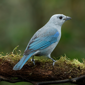 Blue-grey Tanager