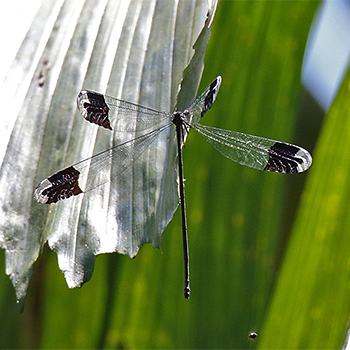 Blue-winged Helicopter