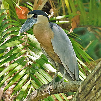 Boat-billed Heron