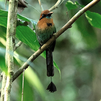 Broad-billed Motmot