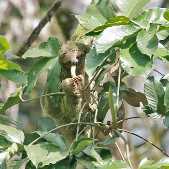 Brown-backed Three-toed Sloth