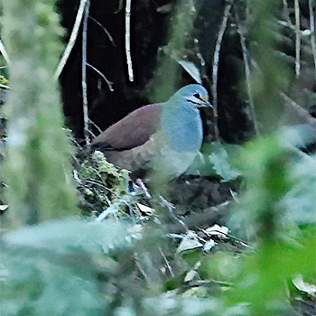 Buff-fronted Quail-dove
