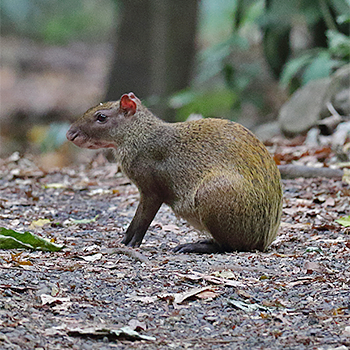 Central American Agouti