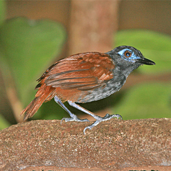 Chestnut-backed Antbird