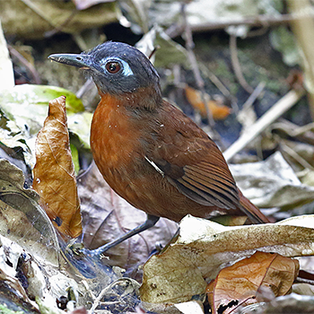 Chestnut-backed Antbird