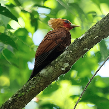 Chestnut-coloured Woodpecker