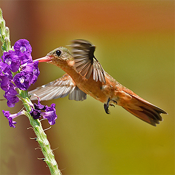Cinnamon Hummingbird