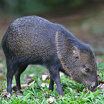 Collared Peccary