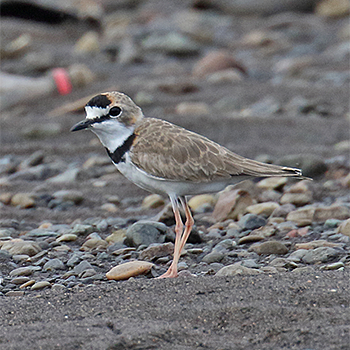 Collared Plover