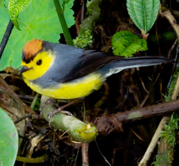 Collared Redstart
