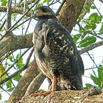 Common Black Hawk