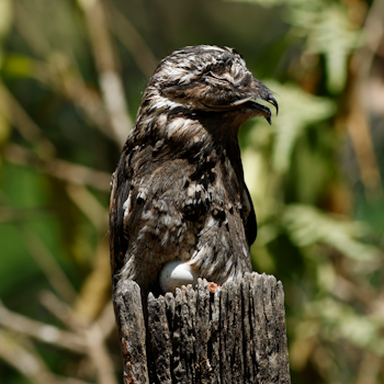 Common Potoo