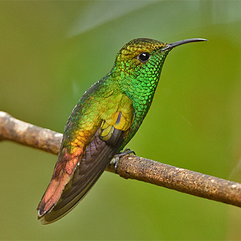 Coppery-headed Emerald