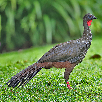 Crested Guan
