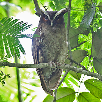 Crested Owl