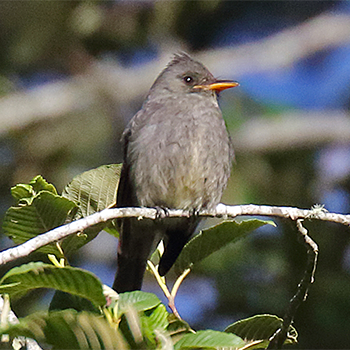 Dark Pewee