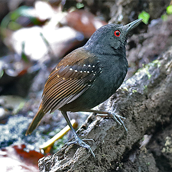 Dull-mantled Antbird