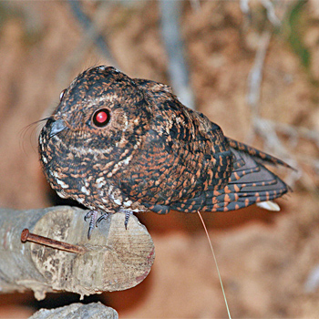 Dusky Nightjar