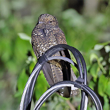 Dusky Nightjar
