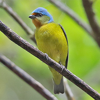 Elegant Euphonia