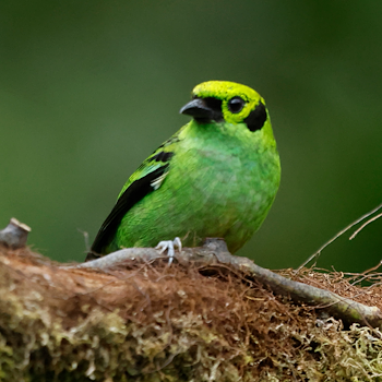 Emerald Tanager