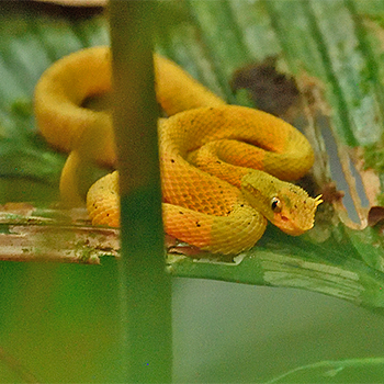 Eyelash Viper