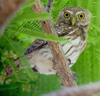Ferruginous Pygmy-owl