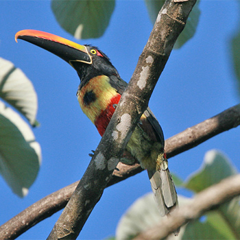 Fiery-billed Aracari