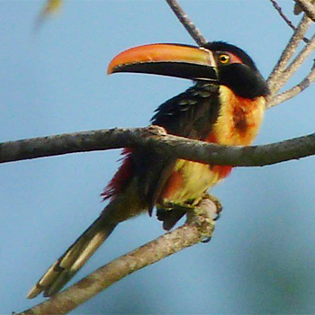 Fiery-billed Aracari