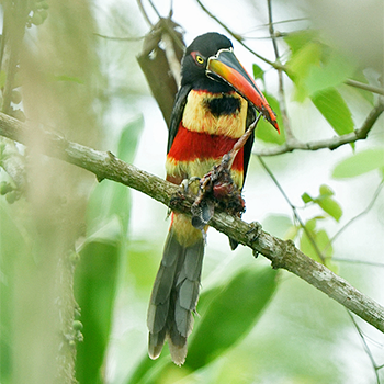 Fiery-billed Aracari
